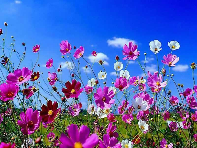Lo sbocciare dei fiori